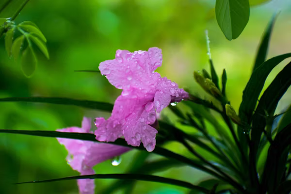 ΡΟΥΕΛΙΑ – Ruellia brittoniana - 1